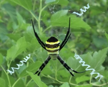 7월 줄타기 대장 거미