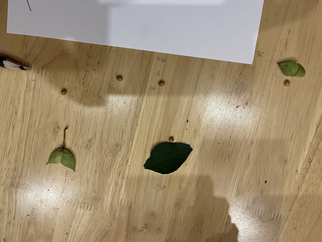 열매와 씨앗~ 이미지