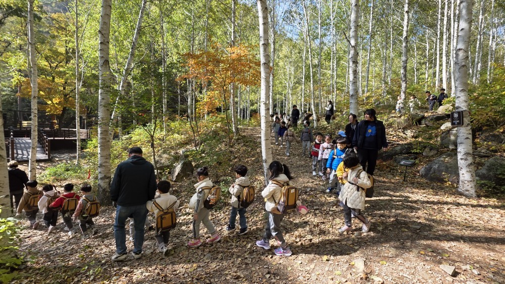 자작나무숲에서 놀았어요 이미지