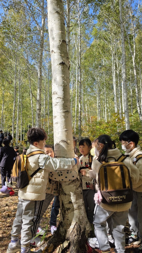 자작나무숲에서 놀았어요 이미지